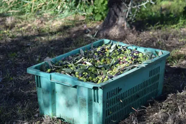شملالي
